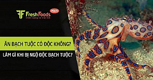 Ăn bạch tuộc có độc không? Làm gì khi bị ngộ độc bạch tuộc?