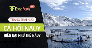 Trang trại Nauy nuôi cá hồi hiện đại như thế nào?