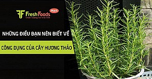 Những điều bạn nên biết về công dụng của cây hương thảo